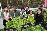 The Chief Executive, Mrs Carrie Lam, and the Secretary for Labour and Welfare, Dr Law Chi-kwong, attended a New Year Feast with dozens of residents of the Light Housing project in Sham Tseng to extend their Chinese New Year greetings to them. Picture shows Mrs Lam (third left) and Dr Law (second left) harvesting lettuces grown by the residents on the rooftop farm for the "lo hei" ceremony.