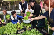 The Chief Executive, Mrs Carrie Lam, and the Secretary for Labour and Welfare, Dr Law Chi-kwong, attended a New Year Feast with dozens of residents of the Light Housing project in Sham Tseng to extend their Chinese New Year greetings to them. Picture shows Mrs Lam (second left) and Dr Law (first left) harvesting lettuces grown by the residents on the rooftop farm for the "lo hei" ceremony.